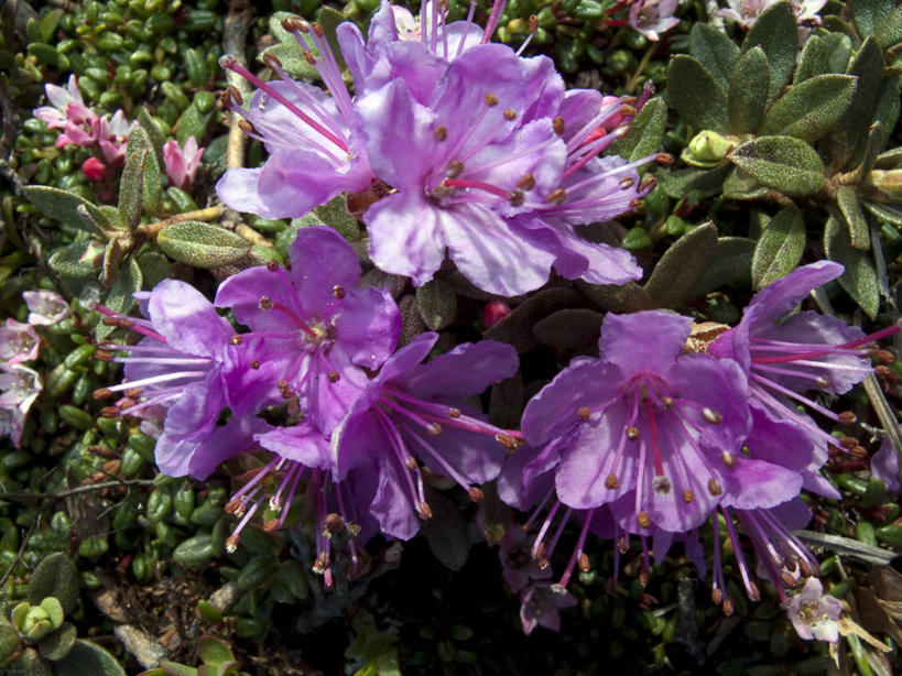 无人,横图,俯视,室外,白天,植物,加拿大,阴影,盛开,光线,影子,花蕾,花,花瓣,花朵,鲜花,绿色,紫色,阳光,自然,春季,春天,花苞,花蕊,生长,成长,生机,北美,北美洲,生命,美洲,北亚美利加洲,亚美利加洲,春日,魁北克省,彩图,高角度拍摄