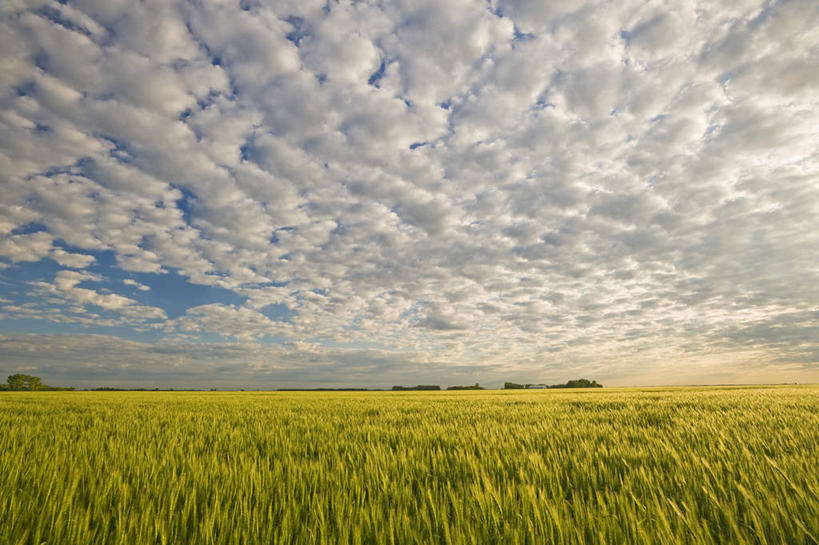 无人,农田,横图,室外,白天,正面,农业,庄稼,农作物,美景,日落,植物,加拿大,阴影,新鲜,光线,影子,稻田,景观,晚霞,霞光,云,云朵,落日,云彩,蓝色,绿色,白云,蓝天,天空,阳光,自然,黄昏,天,广阔,宽广,景色,彩霞,生长,晴朗,成长,青春,北美,北美洲,生命,宽阔,自然风光,美洲,和平,安详,北亚美利加洲,亚美利加洲,广大,冷色,夕照,晴空,夕阳,彩图,耕地,庄稼田,斜阳