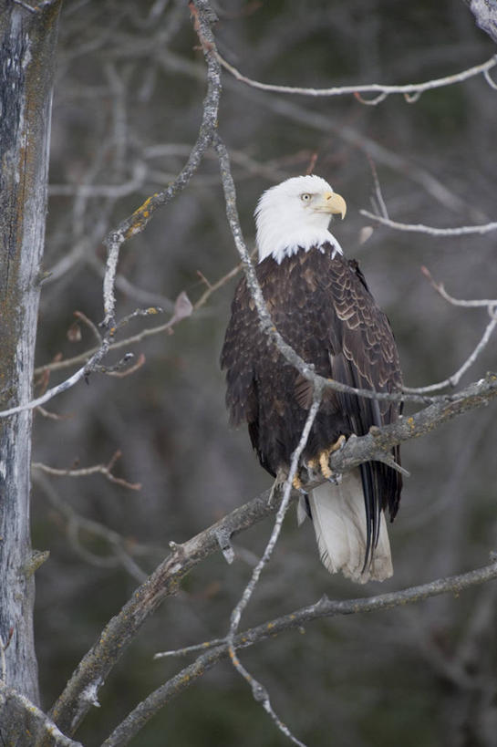 无人,竖图,室外,白天,正面,植物,鸟,野生动物,鹰,美国,阴影,朦胧,模糊,光线,鸟类,影子,枝条,扭头,注视,树,树木,树枝,一只,阳光,动物,观察,看,转头,栖息,观看,察看,北美,北美洲,关注,美洲,凶猛,休憩,鸢,北亚美利加洲,亚美利加洲,憩息,虬枝,枝杈,栖身,残暴,凶残,老鹰,彩图,全身