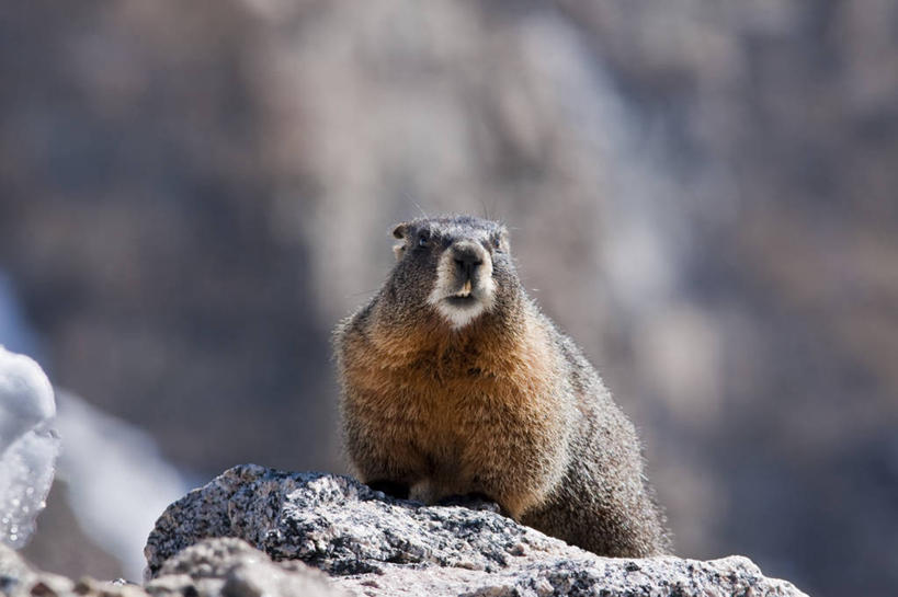 无人,坐,横图,室外,白天,正面,石头,野生动物,阴影,朦胧,模糊,光线,石子,影子,注视,一只,阳光,动物,观察,看,可爱,活泼,观看,察看,关注,土拨鼠,旱獭,天竺鼠,石块,岩石,坐着,彩图,全身
