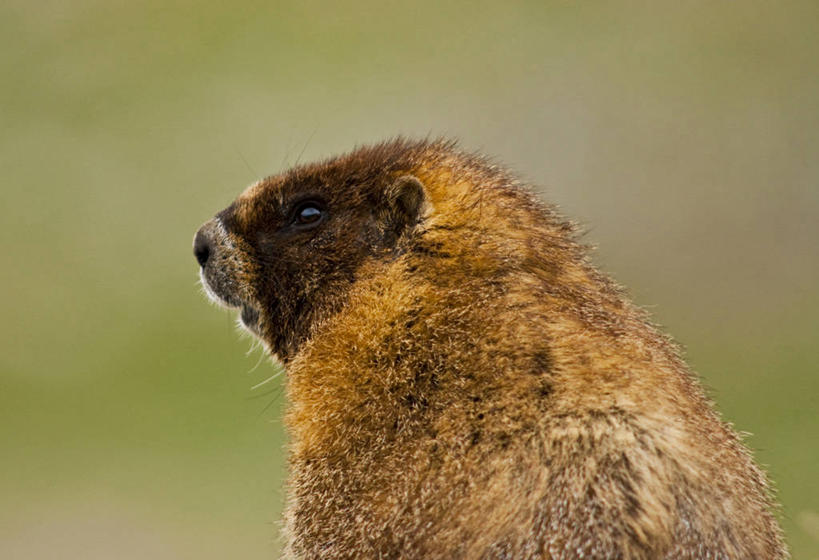 无人,坐,横图,室外,白天,侧面,石头,野生动物,阴影,朦胧,模糊,光线,石子,影子,注视,一只,阳光,动物,观察,看,可爱,活泼,观看,察看,关注,土拨鼠,旱獭,天竺鼠,石块,岩石,坐着,彩图,全身