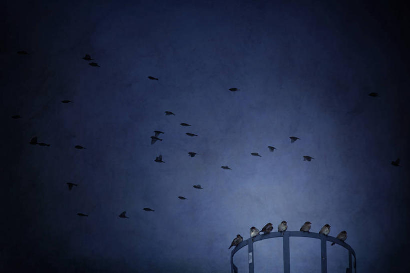 无人,栏杆,横图,室外,夜晚,仰视,鸟,一群,许多,飞翔,伸展,张开,展翅,阴影,飞行,光线,翅膀,麻雀,鸟类,影子,围栏,灯光,很多,翱翔,注视,飞,护栏,蓝色,蓝天,天空,天,观察,看,栖息,观看,察看,关注,休憩,张开翅膀,家雀,霍雀,老家贼,憩息,栖身,展开翅膀,彩图,低角度拍摄,全身