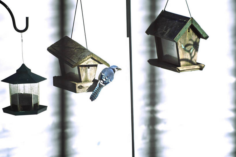 无人,横图,室外,白天,正面,路灯,鸟,旗帜,照明,阴影,朦胧,模糊,光线,木制,鸟类,影子,灯光,树桩,鸟笼,扭头,注视,旗子,灯,树,树干,一只,阳光,木制品,观察,看,转头,木桩,观看,照亮,察看,照明设备,关注,休憩,松鸦,旌旗,旗号,憩息,橿鸟,彩图,全身