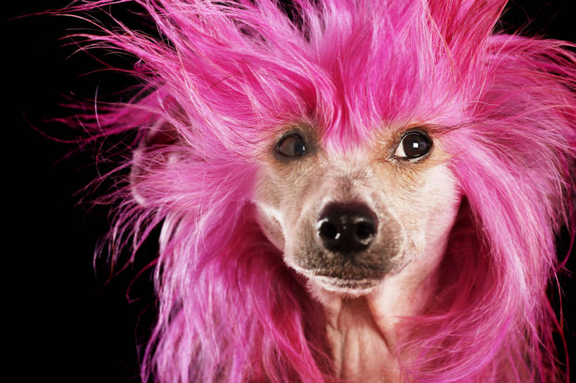 无人,站,横图,室内,白天,正面,宠物,狗,阴影,黑色背景,鲜艳,光线,影子,灯光,粉红,美丽,注视,漂亮,一只,动物,观察,看,站着,可爱,摄影,影棚,观看,察看,毛发,优美,关注,摩登,艳丽,忠诚,斑斓,标致,瑰丽,娇艳,锦绣,娟秀,俊丽,奇丽,俏丽,时兴,秀丽,犬,站立,半身,彩图,影棚拍摄,拍摄,中国冠毛犬