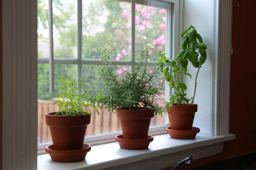 无人,家,横图,室内,白天,正面,森林,树林,植物,窗户,落地窗,阴影,光线,盆栽,影子,房屋,墙,屋子,盆景,楼房,玻璃窗,墙壁,墙面,住宅,树,树木,绿色,阳光,自然,生长,成长,昏暗,阴暗,幽暗,暗淡,惨淡,灰暗,晦暗,彩图,房子