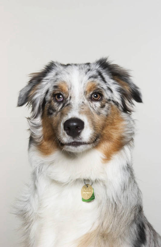 无人,竖图,室内,特写,白天,白色背景,正面,宠物,狗,阴影,光线,影子,灯光,注视,一只,白色,动物,观察,看,可爱,毛茸茸,摄影,影棚,牧羊犬,观看,察看,关注,澳大利亚牧羊犬,忠诚,澳洲牧羊犬,犬,半身,彩图,影棚拍摄,拍摄