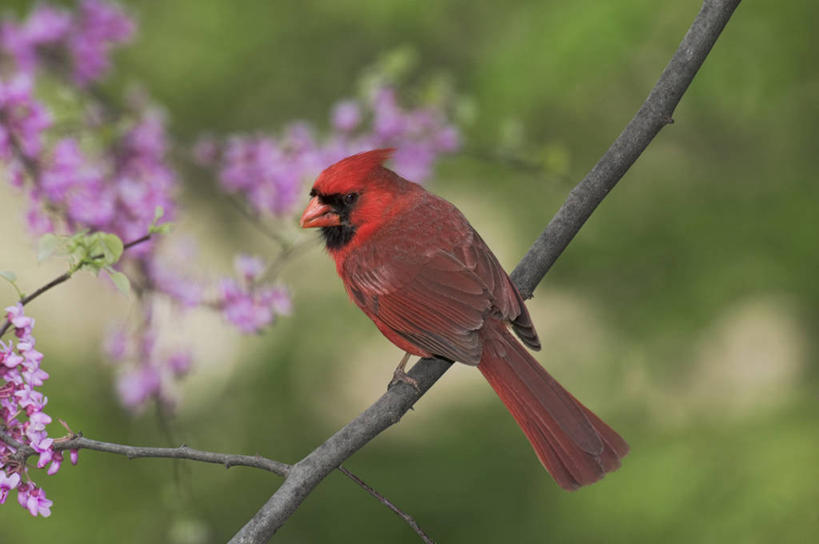 无人,横图,室外,白天,正面,兴奋,热情,植物,鸟,叶子,朦胧,模糊,盛开,鸟类,绿叶,枝条,开放,花蕾,花,花瓣,花朵,鲜花,树,树木,树枝,一只,红色,花苞,花蕊,健康,温暖,嫩叶,奔放,活力,积极,激情,栖息,朝气,暖色,吉祥,生命,饱满,红衣主教鸟,主红雀,革命,热烈,赤色,充实,斗志,喜气,主动,红衣主教蜡嘴鸟,主教鸟,虬枝,枝杈,栖身,叶,叶片,彩图,全身,欢乐