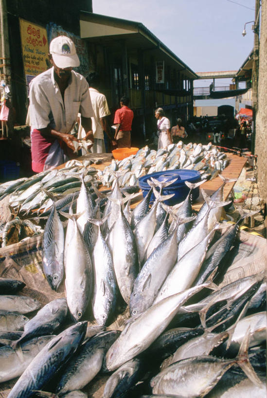 海鲜,站,走,竖图,室外,白天,侧面,路灯,帽子,照明,亚洲,一堆,许多,握,阴影,堆叠,堆积,服装,光线,鱼,影子,云,云朵,灯光,市场,很多,许多人,凌乱,拿,云彩,拿着,休闲装,运动帽,水产,鱼类,海洋生物,灯,衣服,蓝色,白云,蓝天,天空,阳光,天,站着,一群人,休闲,休闲服,鸭舌帽,握着,服饰,晴朗,堆,照亮,混乱,照明设备,水生动物,海产品,水生物,海底动物,纷乱,缭乱,庞杂,不少,得多,良多,亚洲人,印度人,晴空,步行,散步,站立,走路,半身,彩图