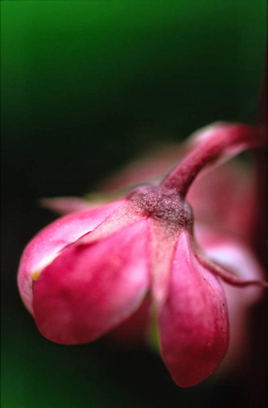 无人,竖图,室内,白天,正面,绿色背景,阴影,朦胧,模糊,盛开,鲜艳,光线,影子,灯光,美丽,花蕾,漂亮,花,花瓣,花朵,鲜花,一朵,花苞,花蕊,优美,摩登,艳丽,斑斓,标致,瑰丽,娇艳,锦绣,娟秀,俊丽,奇丽,俏丽,时兴,秀丽,彩图