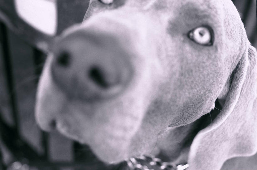 脸,头,脸颊,无人,坐,横图,俯视,黑白,室外,特写,白天,宠物,狗,阴影,朦胧,模糊,光线,影子,注视,一只,阳光,动物,观察,看,可爱,观看,好奇,察看,关注,忠诚,头部,脸部,脸蛋,面部,犬,坐着,半身,高角度拍摄