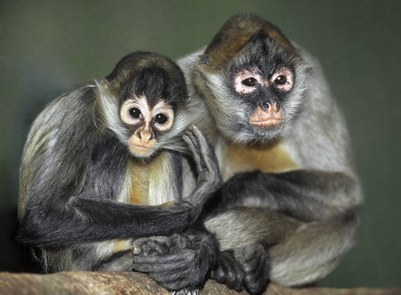 坐,抱,横图,俯视,室内,特写,白天,旅游,度假,美景,哺乳动物,猴,野生动物,猴子,加拿大,阴影,光线,影子,墙,景观,扭头,注视,娱乐,墙壁,墙面,阳光,自然,动物,观察,看,转头,两只,享受,休闲,景色,放松,可爱,活泼,抱着,观看,察看,北美,北美洲,搂着,关注,自然风光,美洲,阿尔伯塔省,阿尔伯塔,北亚美利加洲,亚美利加洲,艾伯塔,艾伯塔省,卡尔加里,怀抱,搂,搂抱,相抱,拥抱,坐着,彩图,高角度拍摄,全身,卡城