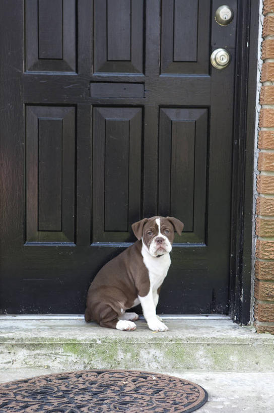 无人,家,坐,竖图,室外,白天,正面,度假,美景,楼梯,门,城市风光,城市,宠物,狗,阴影,光线,影子,房屋,阶梯,墙,屋子,景观,井盖,注视,娱乐,楼房,墙壁,墙面,台阶,住宅,一只,阳光,动物,把手,门把手,门框,观察,回头,看,转头,享受,休闲,景色,放松,可爱,观看,门把,察看,关注,忠诚,犬,拉手,坐着,彩图,全身,房子