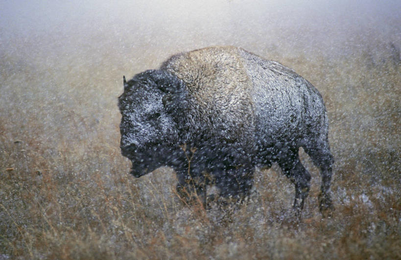 无人,站,横图,室外,白天,侧面,旅游,度假,美景,植物,牛,野生动物,加拿大,阴影,枯萎,朦胧,模糊,光线,影子,景观,枯草,野草,注视,娱乐,一只,黄色,阳光,自然,动物,观察,看,站着,张嘴,享受,休闲,景色,放松,观看,察看,北美,北美洲,关注,自然风光,美洲,美洲野牛,凶猛,张大嘴巴,北亚美利加洲,亚美利加洲,美洲草原野牛,美洲犎牛,美洲平原野牛,残暴,凶残,张开嘴,野牛,站立,彩图,全身