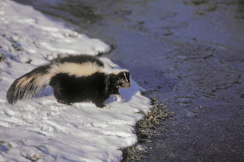 无人,站,横图,俯视,室外,白天,旅游,度假,美景,沙滩,雪,大雪,哺乳动物,野生动物,加拿大,覆盖,阴影,朦胧,模糊,光线,沙子,影子,海岸,积雪,景观,雪景,冬季,冬天,沙地,注视,娱乐,一只,阳光,自然,动物,观察,回头,看,站着,转头,享受,休闲,景色,放松,寒冷,可爱,活泼,观看,察看,北美,北美洲,关注,自然风光,美洲,臭鼬,遮盖,北亚美利加洲,亚美利加洲,严寒,笼罩,臭味,异味,笼盖,海滩,站立,彩图,高角度拍摄,全身