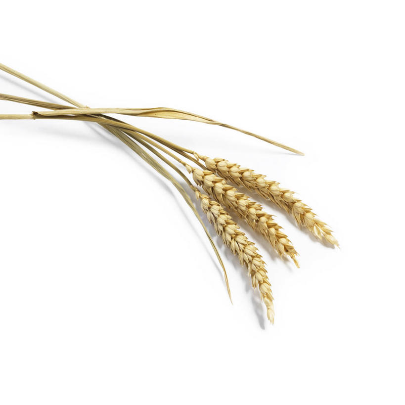 无人,方图,俯视,室内,特写,白天,白色背景,农作物,小麦,静物,谷物,茎,麦穗,稻谷,稻子,摄影,麦子,影棚,放置,搁置,安排,彩图,高角度拍摄,影棚拍摄,拍摄