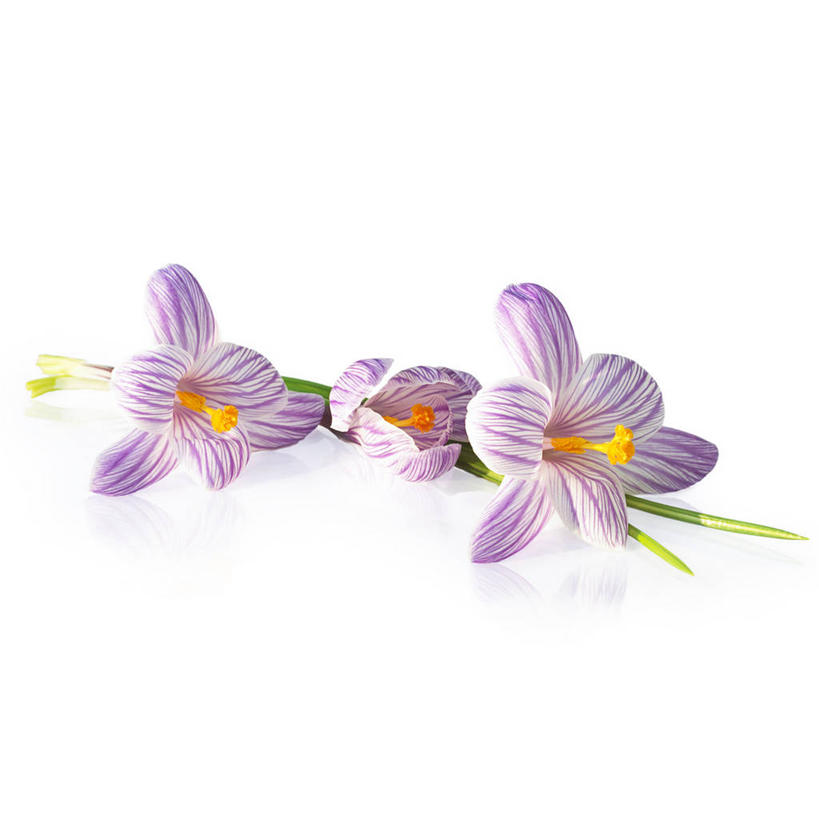 无人,方图,俯视,室内,白天,白色背景,快乐,叶子,三朵,盛开,绿叶,花蕾,藏红花,花,花瓣,花朵,鲜花,紫色,春季,春天,花苞,花蕊,嫩叶,摄影,影棚,生机,保护,番红花,放置,搁置,安排,生命,西红花,春日,叶,叶片,彩图,高角度拍摄,影棚拍摄,拍摄