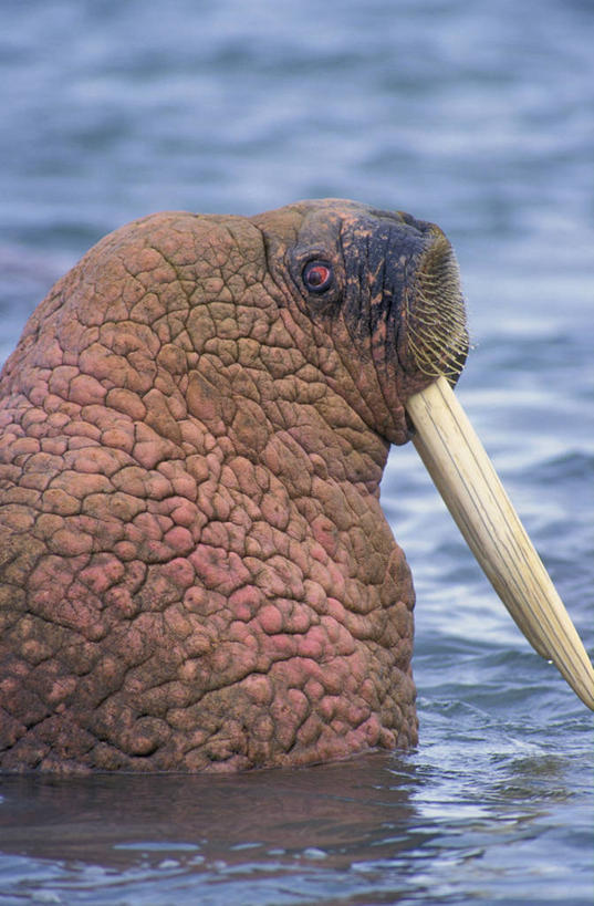 牙齿,无人,竖图,室外,白天,侧面,旅游,度假,海浪,海洋,美景,哺乳动物,野生动物,一头,海象,景观,浪花,水中,注视,娱乐,自然,海水,动物,观察,看,享受,休闲,景色,放松,观看,察看,锋利,尖锐,关注,自然风光,尖利,海景,犀利,齿,牙,牙龈,大海,风浪,海,海水的波动,近岸浪,涌浪,半身,彩图