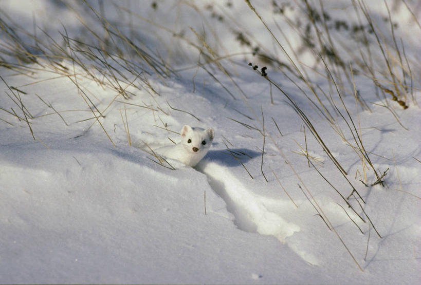 无人,站,横图,俯视,室外,白天,旅游,度假,美景,雪,植物,大雪,哺乳动物,野生动物,覆盖,阴影,光线,影子,积雪,景观,雪景,冬季,冬天,枝条,注视,娱乐,树,树木,树枝,一只,阳光,自然,动物,观察,看,站着,享受,休闲,景色,放松,寒冷,可爱,遮,遮掩,活泼,观看,察看,掩盖,遮挡,关注,自然风光,遮盖,掩饰,严寒,笼罩,笼盖,虬枝,枝杈,鼬,站立,半身,彩图,高角度拍摄