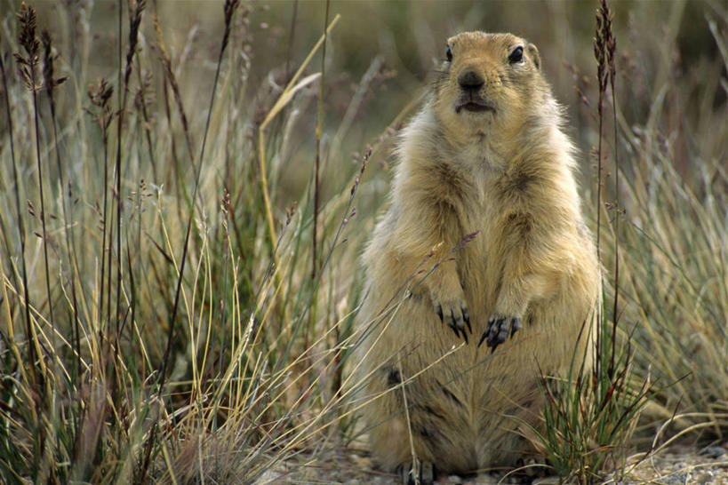 无人,坐,横图,室外,白天,正面,石头,植物,野生动物,一堆,阴影,堆叠,堆积,朦胧,模糊,光线,细菌,石子,影子,泥土,土壤,注视,一只,绿色,阳光,自然,动物,观察,看,生长,成长,观看,堆,察看,关注,病菌,传染,地鼠,石块,岩石,坐着,彩图,全身