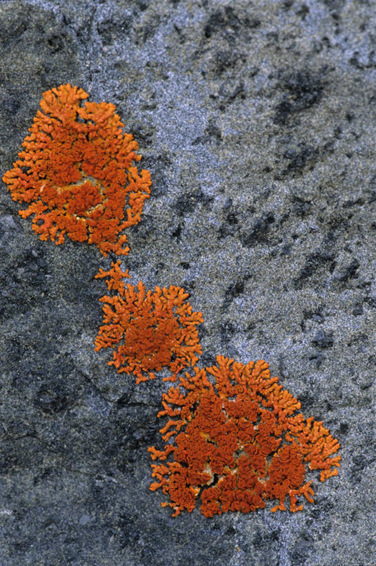 无人,竖图,俯视,室外,白天,旅游,度假,石头,美景,山,山脉,珊瑚,石子,景观,山峰,青苔,苔藓,山峦,娱乐,珊瑚礁,自然,群山,享受,休闲,陡峭,景色,放松,腐蚀,侵蚀,自然风光,海底礁,笔陡,峻峭,礁,石块,岩石,彩图,高角度拍摄