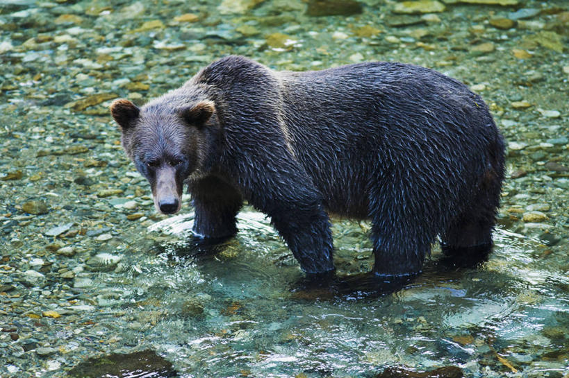 无人,走,横图,室外,白天,侧面,河流,石头,水,野生动物,熊,黑熊,一堆,阴影,波纹,堆叠,堆积,光线,石子,影子,河水,水流,扭头,注视,一只,水纹,阳光,动物,波浪,观察,看,转头,观看,堆,察看,关注,凶猛,黑瞎子,熊瞎子,残暴,凶残,石块,步行,散步,走路,彩图,全身