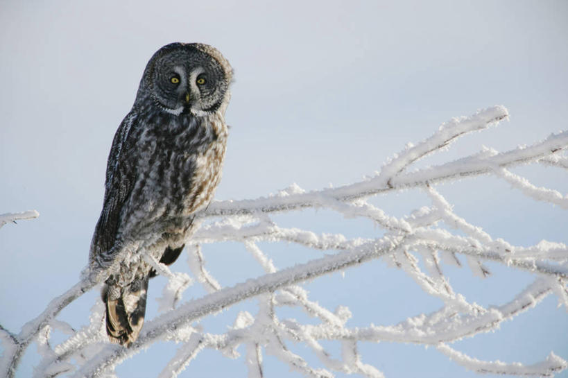 无人,横图,室外,白天,正面,雪,植物,大雪,猫头鹰,鸟,野生动物,一堆,阴影,堆叠,堆积,光线,鸟类,影子,积雪,雪景,冬季,冬天,枝条,注视,树,树木,树枝,一只,蓝色,蓝天,天空,阳光,动物,天,观察,看,寒冷,栖息,观看,堆,察看,关注,凶猛,休憩,严寒,憩息,虬枝,枝杈,栖身,残暴,凶残,鸮,枭,彩图,全身