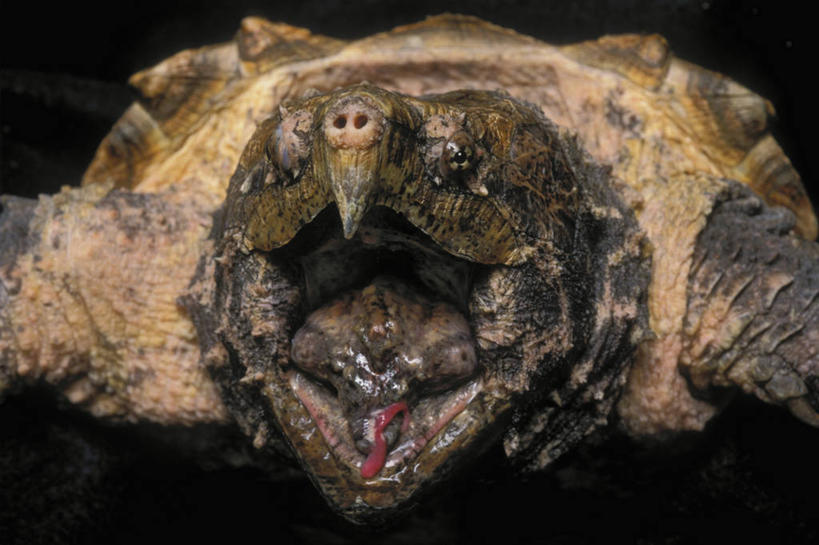 无人,横图,室内,特写,白天,正面,龟,阴影,黑色背景,光线,影子,灯光,注视,海洋生物,一只,观察,看,趴着,张嘴,健康,摄影,影棚,观看,察看,猛烈,关注,水生动物,坚定,水生物,凶猛,张大嘴巴,海底动物,凶悍,长寿,勇猛,厉害,张开嘴,海龟,趴,半身,彩图,影棚拍摄,拍摄