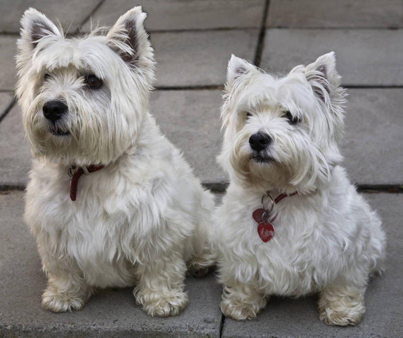 无人,坐,横图,俯视,室外,白天,宠物,狗,一排,整齐,瓷砖,地砖,地面,注视,排列,白色,动物,观察,看,两只,可爱,期待,观看,等待,等候,察看,队列,关注,忠诚,犬,坐着,彩图,高角度拍摄,全身