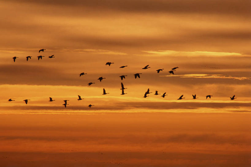 无人,横图,室外,白天,侧面,旅游,度假,美景,日落,鸟,加拿大,许多,飞翔,阴影,飞行,光线,鸟类,影子,景观,晚霞,霞光,云,云朵,落日,翱翔,云彩,娱乐,飞,排列,蓝色,白云,蓝天,天空,阳光,自然,黄昏,天,享受,休闲,景色,彩霞,放松,雁,北美,北美洲,自然风光,美洲,黑雁,加拿大黑雁,北亚美利加洲,亚美利加洲,摆列,加拿大雁,夕照,夕阳,彩图,全身,布列,分列,斜阳