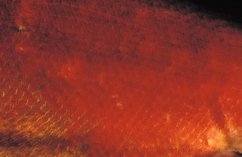 无人,横图,俯视,室外,特写,白天,旅游,度假,海底,水下,美景,一条,阴影,光线,鱼,鳞片,影子,景观,水底,娱乐,鱼类,阳光,自然,享受,休闲,景色,放松,海底世界,自然风光,海床,半身,彩图,高角度拍摄