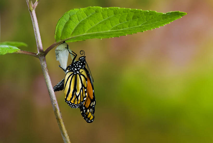 无人,摸,横图,室外,特写,白天,侧面,旅游,度假,草地,草坪,美景,植物,蝴蝶,叶子,加拿大,阴影,朦胧,模糊,光线,昆虫,影子,景观,茎,绿叶,注视,娱乐,草,一只,绿色,阳光,自然,动物,观察,看,享受,休闲,嫩叶,景色,放松,观看,黑脉金斑蝶,察看,北美,北美洲,关注,自然风光,美洲,益虫,新斯科舍,帝王蝶,北亚美利加洲,亚美利加洲,大桦斑蝶,黑脉桦斑蝶,新斯科舍省,叶,叶片,触摸,接触,彩图,全身