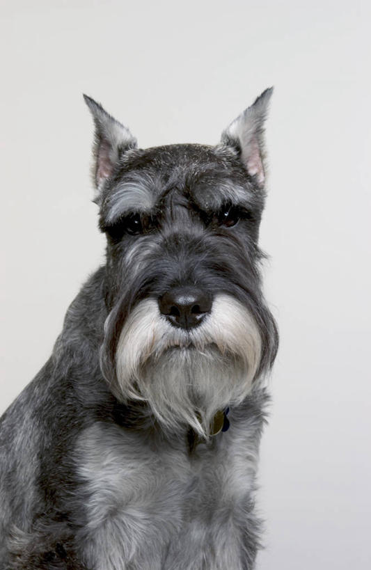 无人,竖图,室内,白天,正面,宠物,狗,阴影,光线,影子,灯光,梗犬,雪纳瑞,注视,一只,灰色,动物,观察,看,可爱,毛茸茸,观看,察看,关注,雪纳瑞犬,忠诚,柔和,大方,雪纳瑞狗,细致,中间色,朴素,平稳,犬,半身,彩图