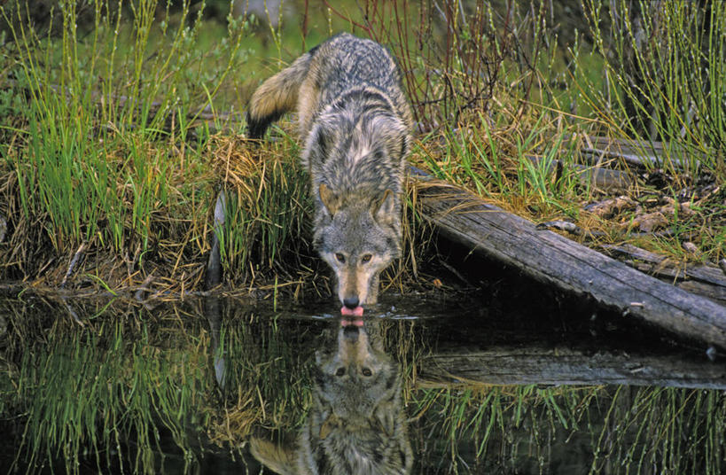 无人,站,横图,室外,白天,河流,水,植物,狼,野生动物,喝,阴影,波纹,新鲜,光线,影子,河水,水流,树桩,注视,树,树干,一只,背面,绿色,倒影,水纹,阳光,自然,动物,波浪,观察,看,站着,木桩,生长,成长,观看,青春,察看,倒映,生命,关注,和平,安详,凶猛,冷色,反照,残暴,凶残,灰狼,站立,彩图,全身,犬科动物