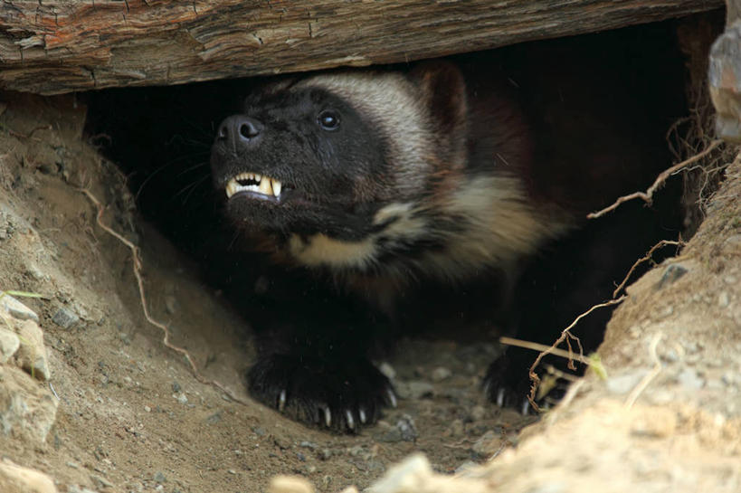 牙齿,无人,站,横图,俯视,室外,白天,野生动物,一堆,堆叠,堆积,锐利,泥土,土壤,树桩,注视,树,树干,动物,观察,看,站着,木桩,观看,堆,察看,锋利,尖锐,关注,尖利,凶猛,犀利,厉害,貂熊,狼獾,山狗子,原飞熊,残暴,凶残,齿,牙,牙龈,月熊,站立,半身,彩图,高角度拍摄