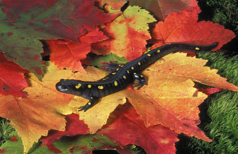 无人,横图,俯视,室外,白天,草地,草坪,美景,秋季,植物,野生动物,蜥蜴,叶子,加拿大,阴影,平静,光线,影子,斑点,景观,枯叶,落叶,草,一只,黄色,绿色,黑色,阳光,自然,动物,趴着,景色,安静,栖息,宁静,北美,北美洲,静谧,自然风光,美洲,石龙子,泉龙,猪婆蛇,四脚蛇,北亚美利加洲,亚美利加洲,沉静,蜴,恬静,安祥,僻静,清静,太平,栖身,火蜥蜴,叶,叶片,秋,秋天,趴,彩图,高角度拍摄,全身
