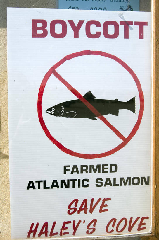 海鲜,无人,商店,竖图,室外,特写,白天,正面,一条,阴影,光线,英文,鱼,标志,文字,影子,字符,字母,标识,商铺,水产,鱼类,海洋生物,红色,黑色,阳光,英文字母,水生动物,海产品,水生物,海底动物,市肆,商号,抵制,彩图,店铺