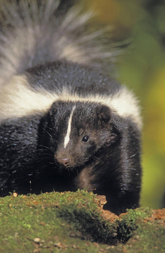 无人,竖图,室外,特写,白天,正面,草地,草坪,美景,植物,哺乳动物,野生动物,加拿大,阴影,平静,光线,影子,景观,泥土,土壤,注视,草,一只,绿色,阳光,自然,动物,观察,看,景色,安静,可爱,毛茸茸,栖息,活泼,观看,宁静,察看,北美,北美洲,关注,静谧,自然风光,美洲,臭鼬,北亚美利加洲,亚美利加洲,沉静,恬静,安祥,僻静,清静,太平,臭味,异味,栖身,半身,彩图