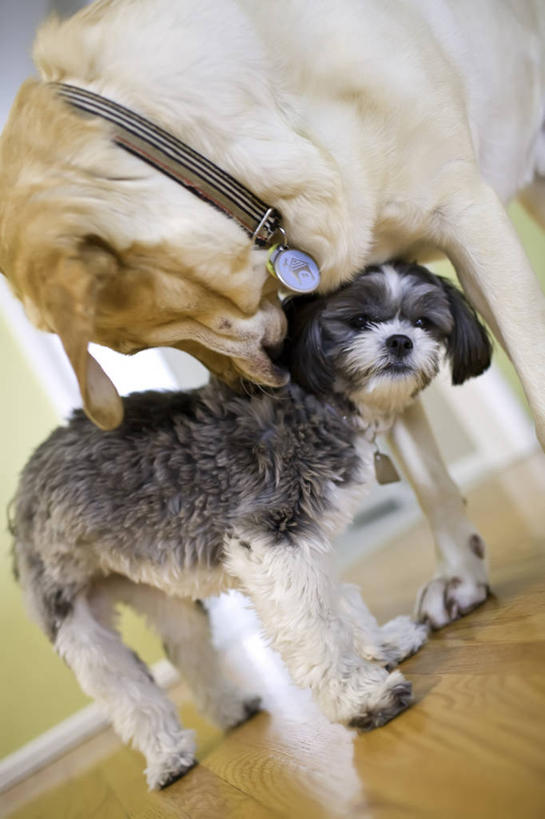 无人,站,竖图,室内,特写,白天,运动模糊,仰视,地板,宠物,狗,阴影,朦胧,模糊,光线,影子,地面,扭头,注视,金毛犬,木地板,阳光,动物,观察,看,站着,转头,两只,可爱,玛尔济斯犬,金毛,幼崽,观看,察看,金毛猎犬,关注,寻回犬,金毛寻回犬,忠诚,马尔济斯犬,金毛狗,金毛寻回狗,马尔济斯狗,马尔他犬,马耳他岛猎犬,玛尔济斯狗,寻回狗,犬,站立,半身,彩图,低角度拍摄