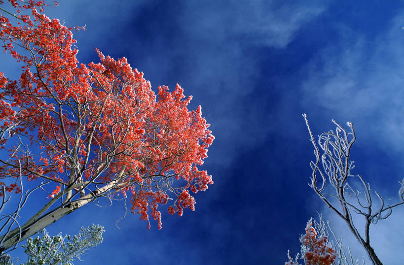 无人,横图,室外,白天,仰视,旅游,度假,美景,植物,加拿大,阴影,光线,影子,景观,云,云朵,云彩,娱乐,树,树木,蓝色,绿色,白云,蓝天,天空,阳光,自然,天,享受,休闲,景色,放松,生长,晴朗,成长,杨树,北美,北美洲,自然风光,美洲,白杨,北亚美利加洲,亚美利加洲,卑诗省,不列颠哥伦比亚,不列颠哥伦比亚省,晴空,彩图,低角度拍摄