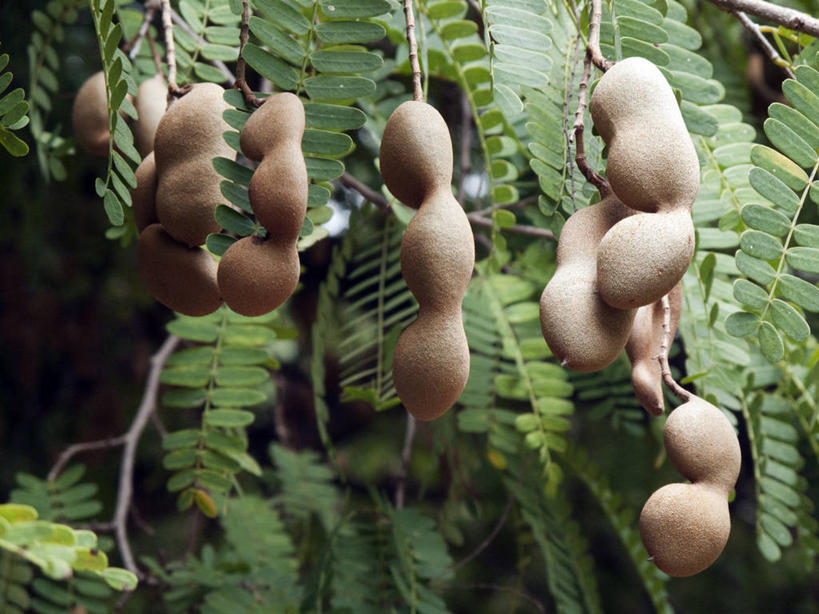 无人,横图,室外,白天,正面,旅游,度假,美景,叶子,牙买加,一排,许多,阴影,整齐,光线,影子,景观,绿叶,很多,娱乐,排列,阳光,自然,享受,休闲,嫩叶,景色,南美,放松,南美洲,拉丁美洲,队列,自然风光,美洲,罗望子,亚美利加洲,南亚美利加洲,叶,叶片,彩图