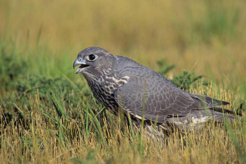 无人,站,横图,俯视,室外,白天,旅游,度假,草地,草坪,美景,植物,鸟,阴影,朦胧,模糊,光线,鸟类,影子,景观,注视,娱乐,草,一只,绿色,阳光,自然,观察,看,站着,张嘴,享受,休闲,景色,放松,观看,察看,猛烈,关注,自然风光,凶猛,张大嘴巴,猎鹰,凶悍,勇猛,厉害,隼,猎隼,张开嘴,站立,彩图,高角度拍摄,全身