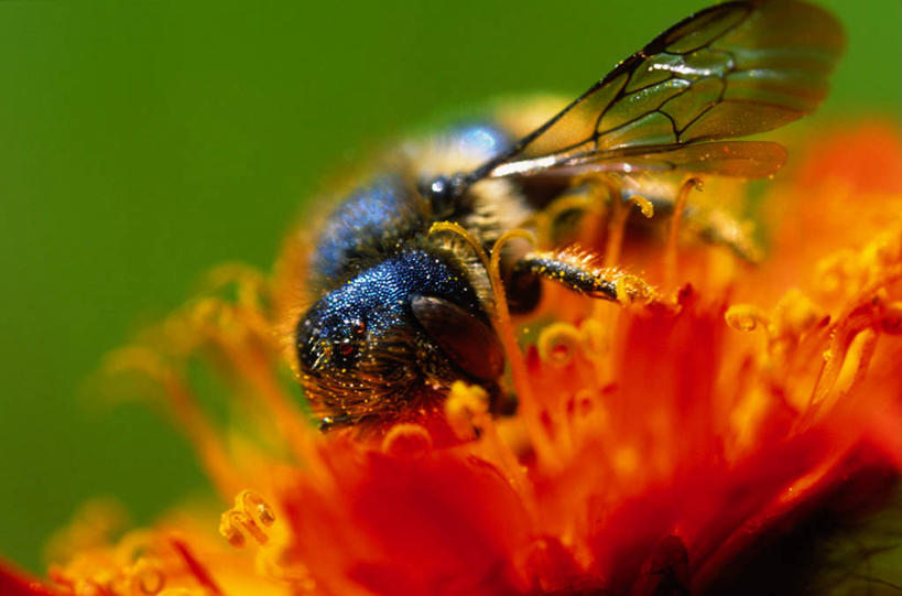 无人,横图,俯视,室外,特写,白天,美景,植物,苍蝇,阴影,平静,盛开,光线,细菌,昆虫,影子,景观,草药,药草,花蕾,中药,花,花瓣,花朵,鲜花,一只,阳光,自然,动物,花苞,花蕊,橙色,景色,安静,栖息,宁静,机智,静谧,自然风光,止咳,药材,中草药,病菌,中药材,本草,说谎,害虫,传染,四害,沉静,恬静,安祥,僻静,清静,太平,栖身,化痰,紫苑,紫苑花,彩图,高角度拍摄,全身,润肺