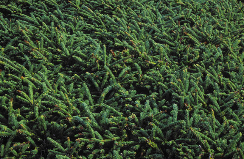 无人,横图,俯视,室外,特写,白天,草地,草坪,美景,植物,加拿大,平静,景观,草,绿色,自然,景色,安静,茂密,茂盛,生长,成长,宁静,北美,北美洲,静谧,自然风光,美洲,北亚美利加洲,亚美利加洲,沉静,恬静,安祥,僻静,清静,太平,针叶树,彩图,高角度拍摄