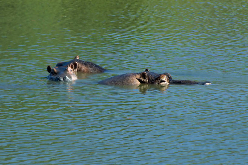脸,头,脸颊,无人,横图,俯视,室外,白天,河流,水,哺乳动物,河马,野生动物,躲藏,阴影,波纹,光线,影子,河水,水流,水纹,阳光,动物,波浪,两只,隐蔽,隐藏,埋没,凶猛,潜藏,暗藏,残暴,凶残,头部,脸部,脸蛋,面部,彩图,高角度拍摄,全身