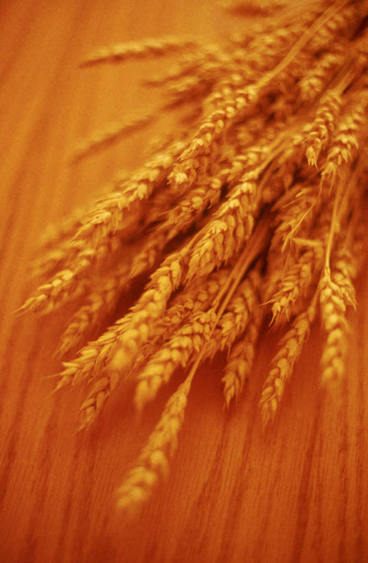 无人,竖图,俯视,室外,特写,白天,农作物,小麦,阴影,光线,影子,谷物,稻穗,黄色,红色,阳光,稻谷,稻子,麦子,放置,搁置,安排,彩图,高角度拍摄