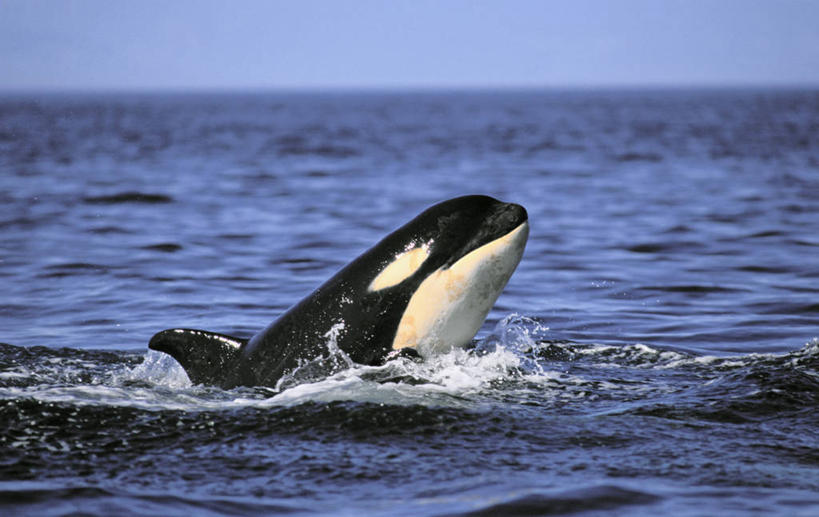 游泳,无人,横图,室外,白天,侧面,旅游,度假,海浪,海洋,美景,哺乳动物,鲸鱼,加拿大,一条,虎鲸,杀人鲸,景观,浪花,水平线,辽阔,海平线,娱乐,海洋生物,蓝色,蓝天,天空,自然,海水,动物,天,享受,休闲,广阔,景色,放松,鲸,晴朗,一望无际,北美,北美洲,自然风光,水生动物,美洲,水生物,凶猛,海景,海底动物,逆戟鲸,万里无云,北亚美利加洲,亚美利加洲,泅水,鲸类,卑诗省,不列颠哥伦比亚,不列颠哥伦比亚省,无边无际,一马平川,拍浮,残暴,凶残,大海,风浪,海,海水的波动,近岸浪,涌浪,晴空,晴空万里,半身,彩图,水天相接,水天一线