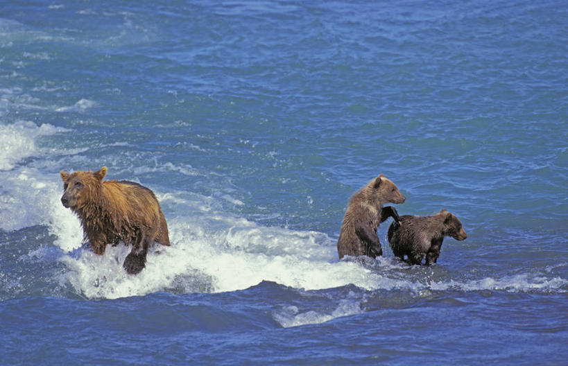 无人,走,横图,室外,白天,正面,旅游,度假,湖,湖泊,美景,水,野生动物,熊,美国,三只,飞溅,溅,液体,湖面,景观,水滴,水流,水面,娱乐,水珠,自然,动物,湖水,享受,休闲,景色,放松,北美,北美洲,喷洒,自然风光,美洲,凶猛,阿拉斯加,阿拉斯加州,北亚美利加洲,亚美利加洲,最后的边疆,午夜阳光之地,科迪亚克棕熊,残暴,凶残,棕熊,马熊,步行,散步,走路,半身,彩图