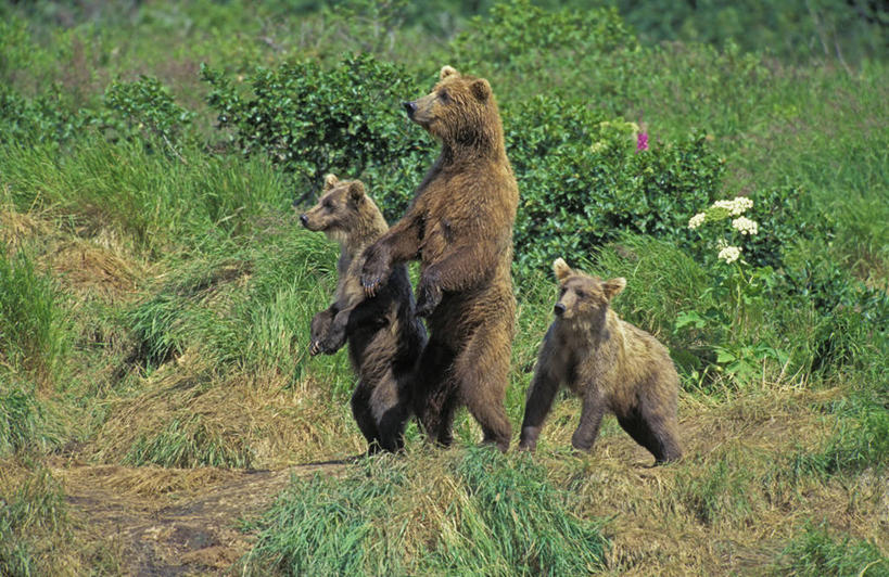 无人,站,横图,室外,白天,侧面,旅游,度假,草地,草坪,美景,植物,野生动物,熊,美国,景观,扭头,注视,娱乐,草,绿色,自然,动物,观察,看,站着,转头,两只,享受,休闲,景色,放松,观看,察看,北美,北美洲,关注,自然风光,美洲,凶猛,阿拉斯加,阿拉斯加州,北亚美利加洲,亚美利加洲,最后的边疆,午夜阳光之地,科迪亚克棕熊,残暴,凶残,棕熊,马熊,站立,彩图,全身