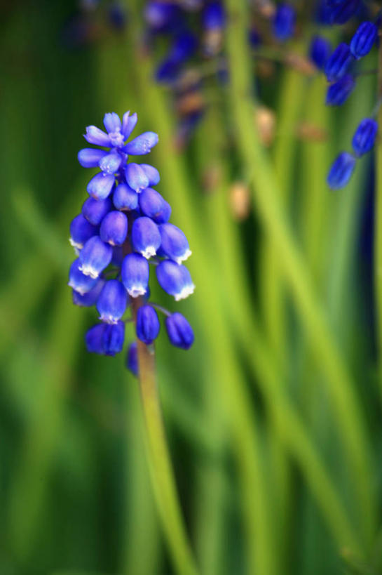 无人,竖图,室外,特写,白天,正面,爱情,旅游,度假,美景,植物,许多,朦胧,模糊,盛开,景观,娱乐,花,花瓣,花朵,花卉,鲜花,蓝色,自然,花蕊,享受,休闲,景色,放松,悲伤,忧郁,自然风光,蓝壶花,蓝瓶花,葡萄百合,葡萄风信子,葡萄麝香兰,葡萄水仙,妒忌,彩图