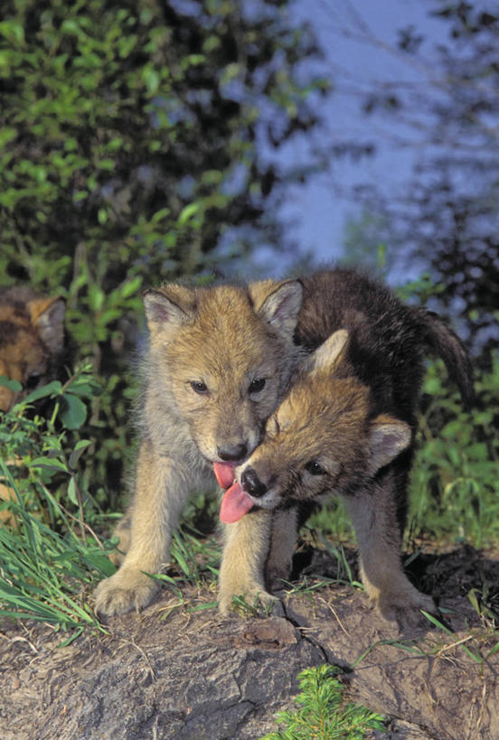 无人,竖图,室外,白天,正面,旅游,度假,美景,森林,树林,植物,狼,野生动物,景观,娱乐,树,树木,蓝色,绿色,蓝天,天空,自然,动物,天,两只,享受,休闲,景色,放松,生长,晴朗,成长,北美,北美洲,自然风光,美洲,舔舐,凶猛,万里无云,洛矶山脉,落基山脉,北亚美利加洲,亚美利加洲,残暴,凶残,晴空,晴空万里,灰狼,半身,彩图,犬科动物